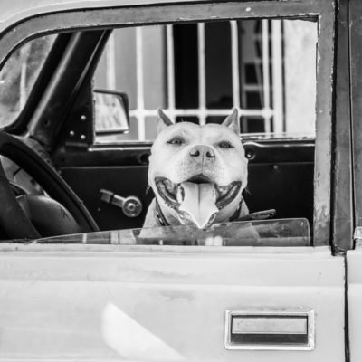 cuba-street-pets-1