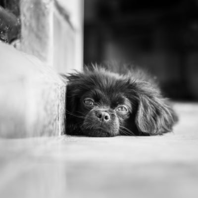 cuba-street-pets-3