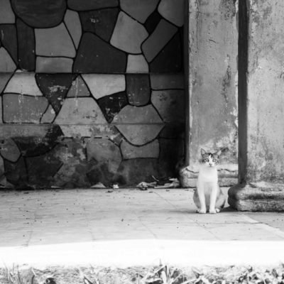 cuba-street-pets-6