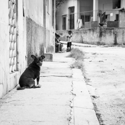 cuba-street-pets-8