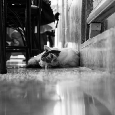 cuba-street-pets-9