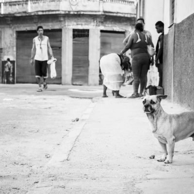 cuba-street-pets-10